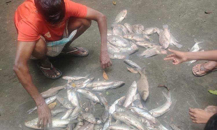 বোয়ালখালীতে পুকুরে বিষ প্রয়োগে মাছ মেরেছে দুর্বৃত্তরা