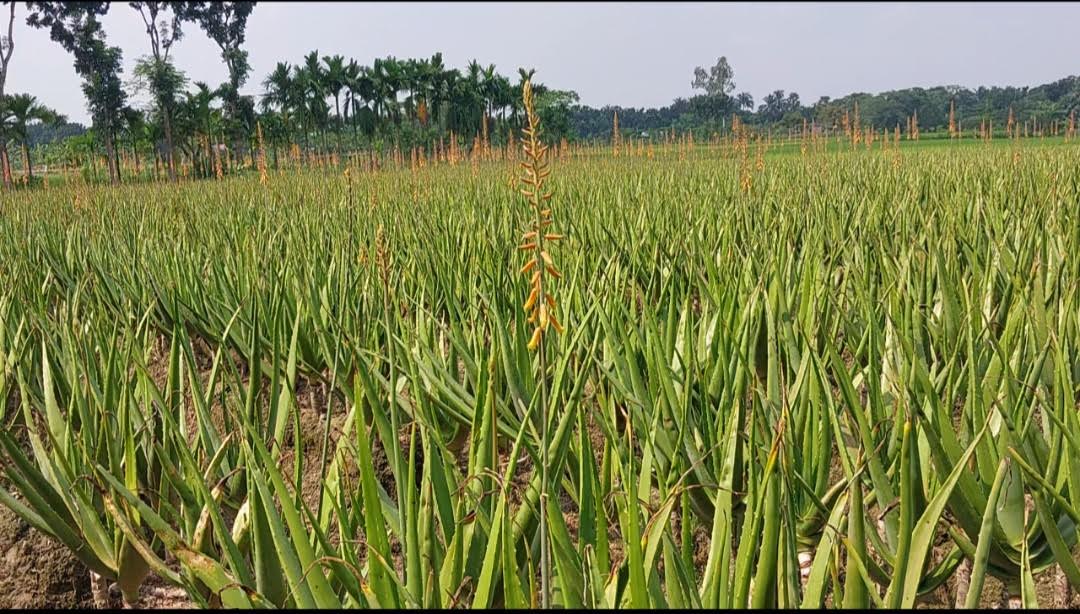 নাটোরের ঔষধি পল্লীতে শত কোটির ভেষজ উৎপাদন