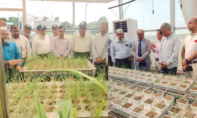 দিনাজপুরে গম ও ভুট্টা উদ্ভাবিত বিষয়ক কর্মশালা 