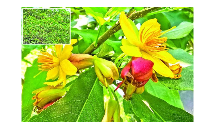 রংপুরে অসময়ে মুগ্ধতা ছড়াছে কনকচাঁপা, কদম আর কৃষ্ণচূড়া
