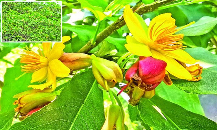 রংপুরে অসময়ে মুগ্ধতা ছড়াচ্ছে কনকচাঁপা, কদম আর কৃষ্ণচূড়া