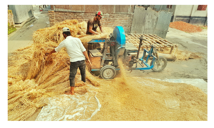 লালমনিরহাটে খড়ের দামে কৃষকরা খুশি, খামারিরা বিপাকে