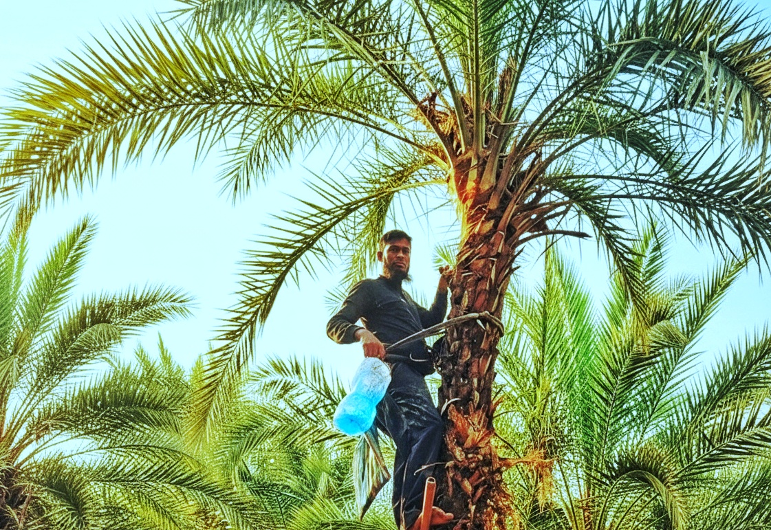 লালমনিরহাটে খেজুর রস সংগ্রহে প্রস্তুতি নিচ্ছেন গাছিরা 