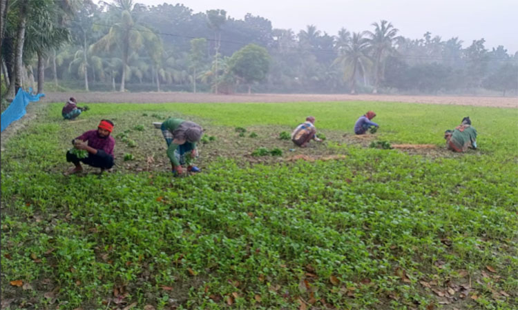 শীতকালীন সবজির আগাম চাষ করে ব্যাপক লাভের আশায় খুলনা অঞ্চলের চাষিরা