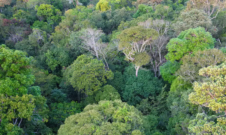 ব্রাজিলে আমাজন বন উজাড় কমেছে: ‘কপ৩০’ সম্মেলনের আগে স্বস্তির খবর