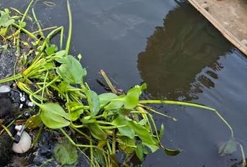 চাাঁদপুরে ডাকাতিয়া নদীতে গোসল করতে নেমে যুবকের মৃত্যু