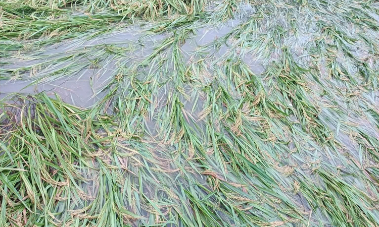 রাজশাহীতে অসময়ের বৃষ্টিতে পানির নিচে আমন, দুশ্চিন্তায় কৃষক