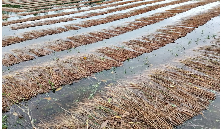 শেরপুরে ভারী বৃষ্টিতে আমন ধানসহ সবজিতে ব্যাপক ক্ষতির আশঙ্কা