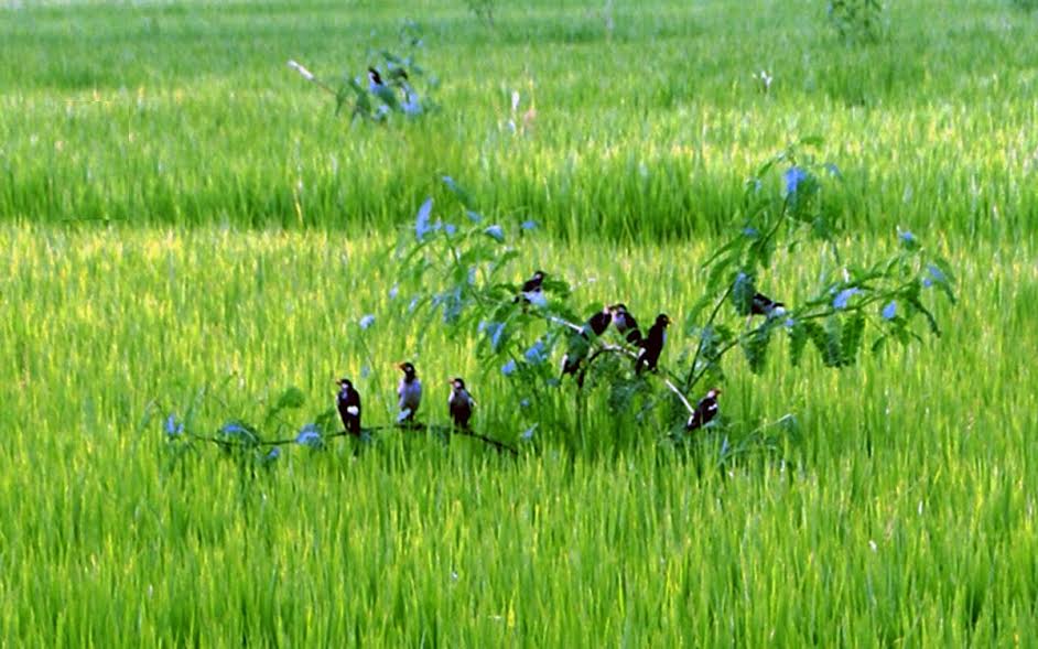 রংপুর অঞ্চলে ধানক্ষেতের পোকা দমনে জনপ্রিয় হচ্ছে পরিবেশবান্ধব পার্চিং পদ্ধতি
