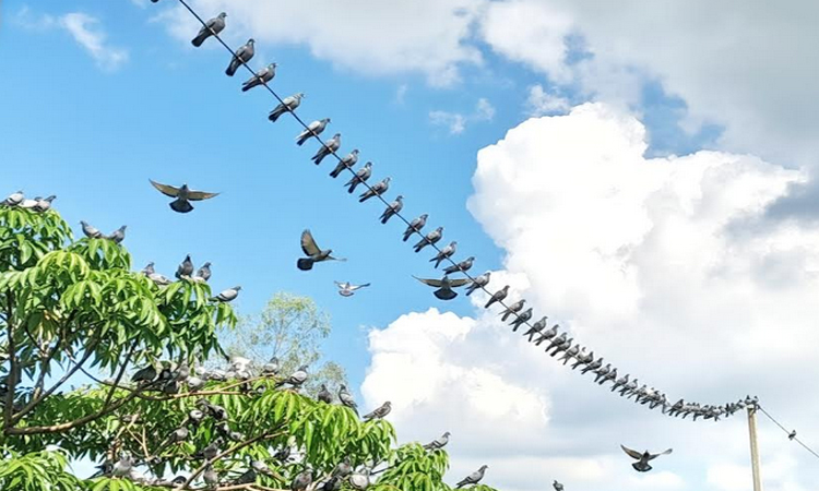 আধুনিকতায় বিলীন হচ্ছে কবুতর পালনের ঐতিহ্য