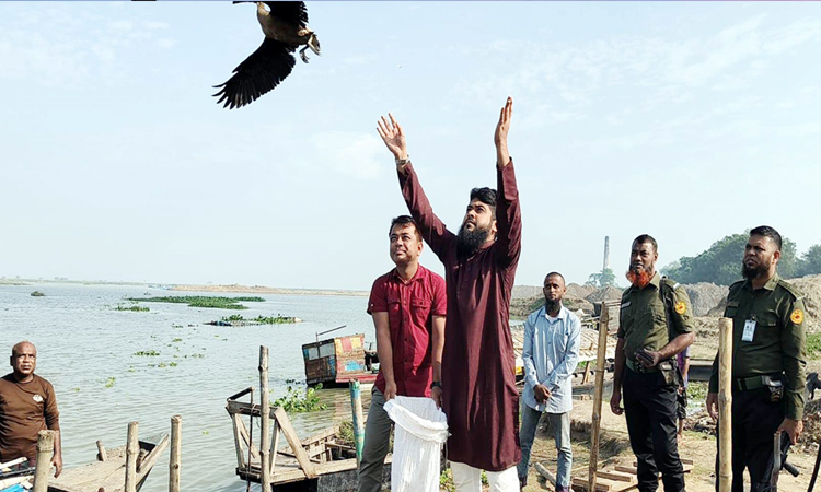 নওগাঁয় উদ্ধারকৃত ৬টি বালি হাঁস অবমুক্ত
