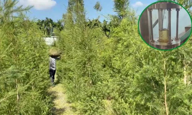 রংপুরের পীরগাছায় গাছের পাতা থেকে তৈরি হচ্ছে তেল