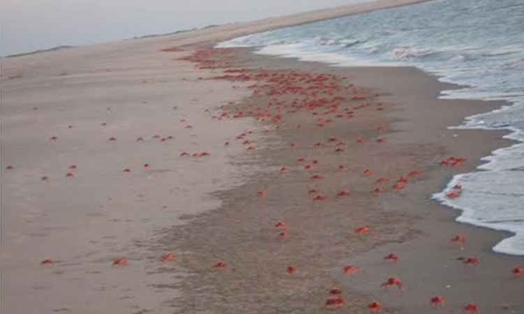 সোনাদিয়া দ্বীপের জীববৈচিত্র্য পুনরুদ্ধারে ৩ কোটি ৩৮ লাখ টাকার প্রকল্প 