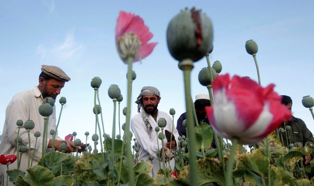 আফগানিস্তানে আফিম চাষ ২০ শতাংশ কমেছে : জাতিসংঘ