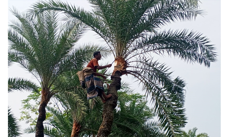 চুয়াডাঙ্গায় খেজুরের গাছ প্রস্তুত করতে ব্যস্ত গাছিরা