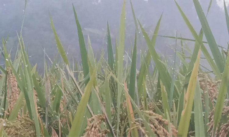 পঞ্চগড়ে কমছে তাপমাত্রা, বাড়ছে শীত