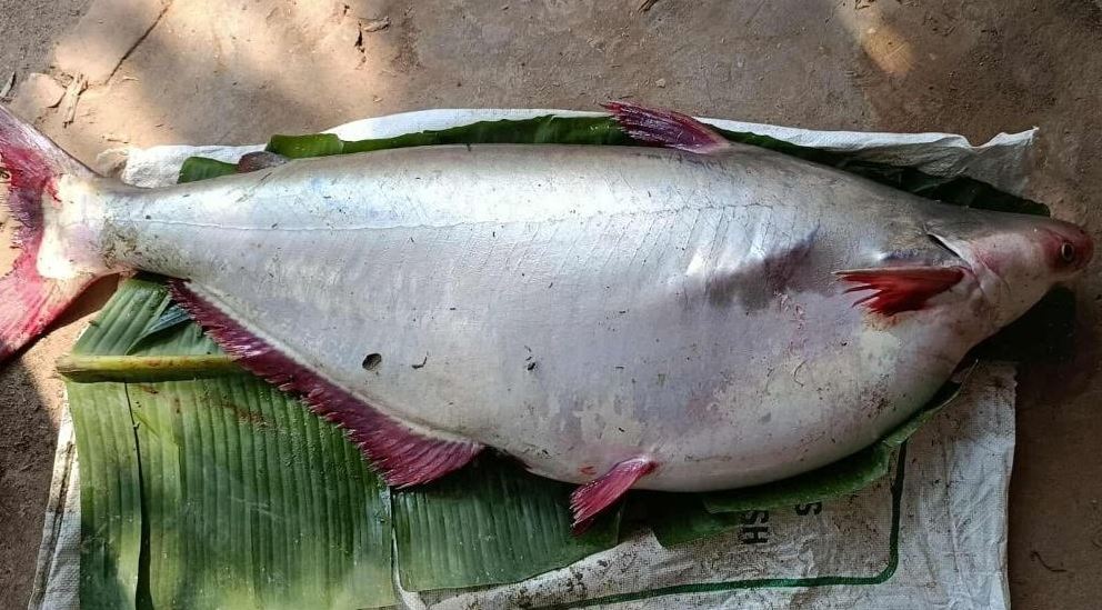 পটুয়াখালীতে জেলের জালে ১৮ কেজির পাঙাশ