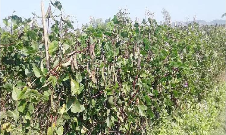 চট্টগ্রামের সীতাকুণ্ডে ‘রূপবান শিম’ চাষে কৃষকদের চারগুণ লাভ