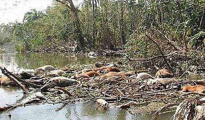 আজ ছিল ভয়াল সিডর দিবস 