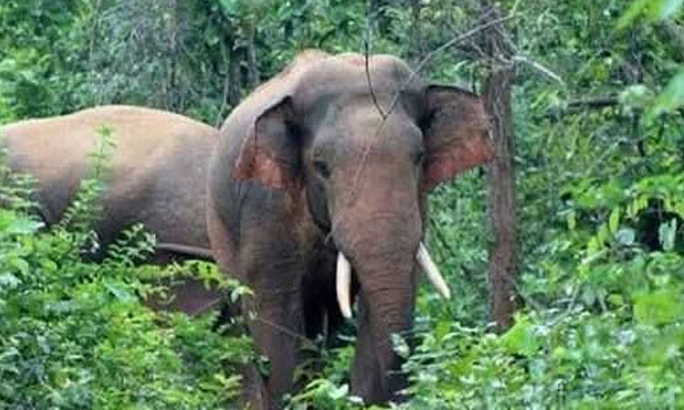 কাপ্তাইয়ে বন্যহাতির আক্রমণে নিহত ২, আহত ৩