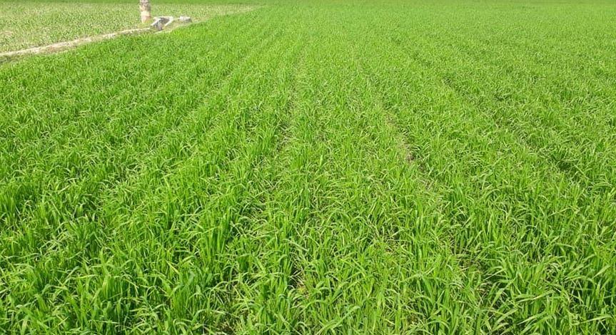 রাজশাহীতে গম উৎপাদানের লক্ষ্যমাত্রা ৫.৪০ লাখ টন