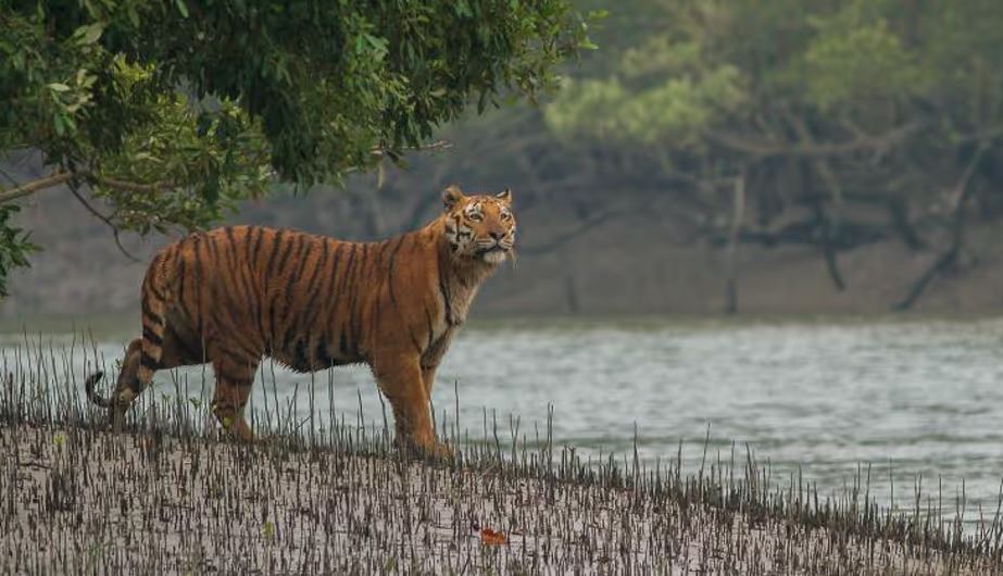 সুন্দরবন সংরক্ষণ প্রকল্প উদ্বোধন করলো বাংলাদেশ ও ফ্রান্স