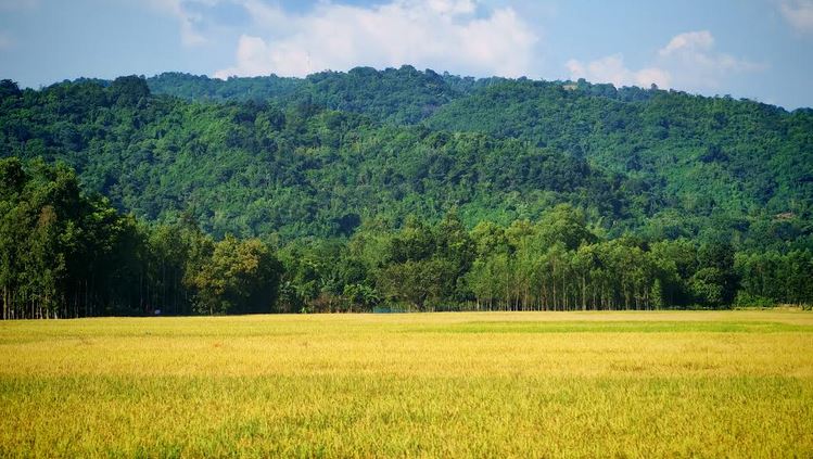 নেত্রকোণায় কৃষকেরা রোপা আমন ধান ঘরে তুলতে ব্যস্ত সময় পার করছেন