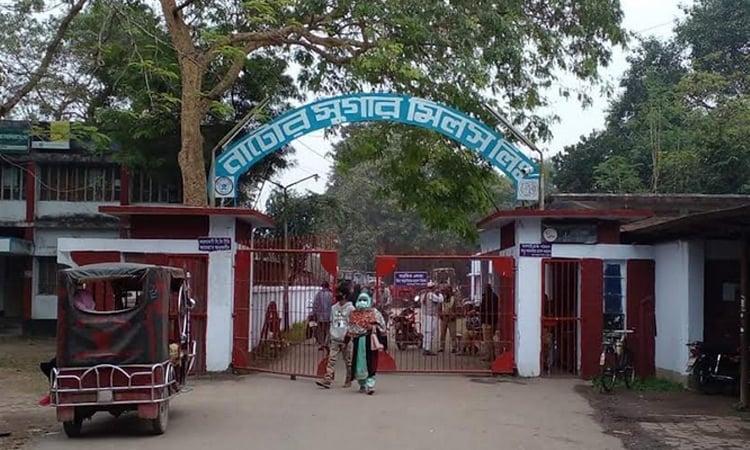 নাটোর চিনিকলের আখ মাড়াই কার্যক্রম শুরু আগামীকাল 