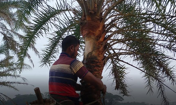 গাছি ও চাষি সংকটে পটুয়াখালীর খেজুর রসের ঐতিহ্য হারানোর শঙ্কা