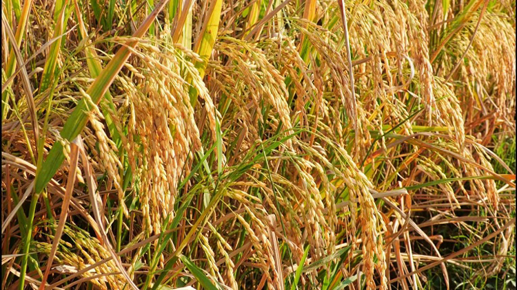 মেহেরপুরের আমন ধানের অধিক ফলন