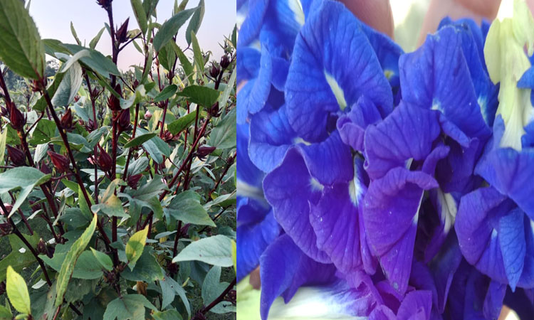 নাটোরে বাহারি ফুলের নির্যাস থেকে শহিদুলের রঙিন চা