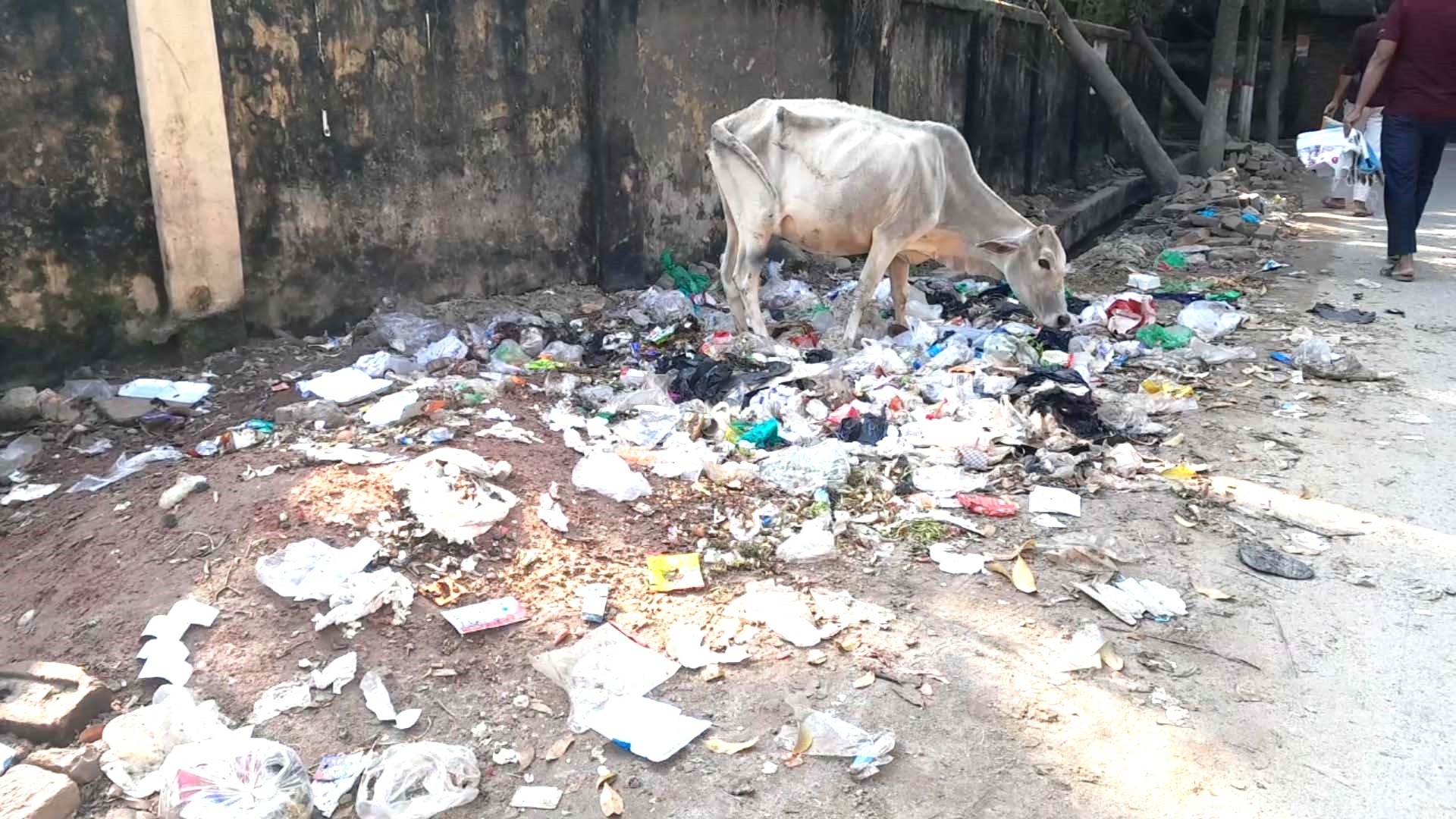কয়েলের ওপরও ঘোরে মশা, অতিষ্ঠ নওগাঁ পৌরবাসী
