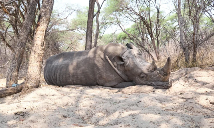 বন্যপ্রাণী সুরক্ষা সম্মেলন : এজেন্ডা গণ্ডারের শিং বিক্রি ও হাঙরের সুরক্ষা