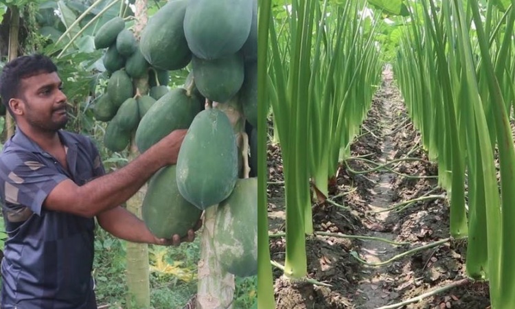 কচুর লতি আর পেঁপে চাষে ভাগ্য বদলেছেন বরিশালের কৃষি উদ্যোক্তা বিকাশ 