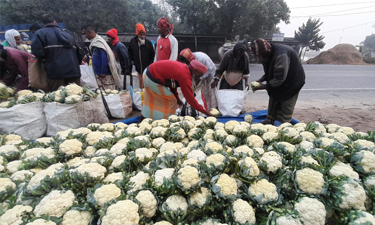 নওগাঁয় টোলমুক্ত ফুলকপির হাট