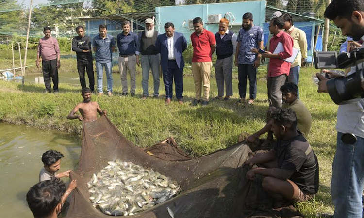 বৈজ্ঞানিক প্রযুক্তি ব্যবহার করে মাছ চাষে সফল নোবিপ্রবি  