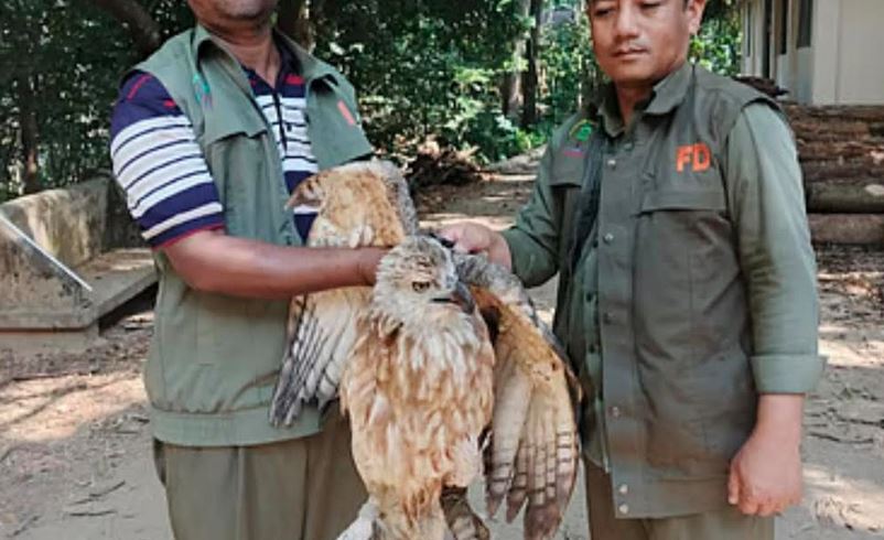 বিপন্ন প্রজাতির পলাশ মেছো ঈগল বিদ্যুৎস্পৃষ্ট হয়ে হাসপাতালে