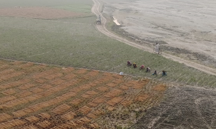 উত্তরের চরাঞ্চলে চাষাবাদের ধুম