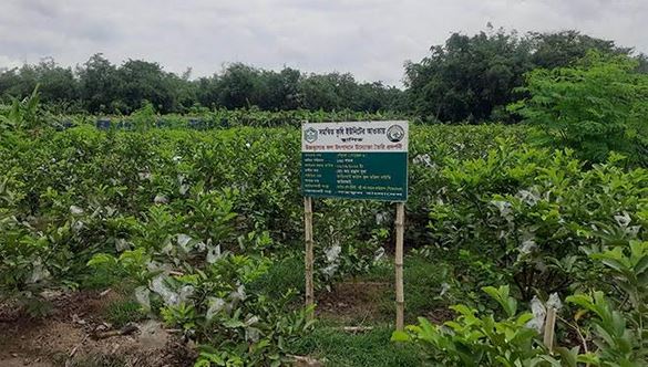 রাজশাহীতে জনপ্রিয় হয়ে উঠছে লাভজনক মিশ্র ফল চাষ