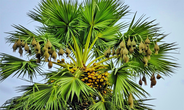 আবাসস্থল হারাচ্ছে গ্রামবাংলার ক্ষুদ্র শিল্পী বাবুই পাখি 