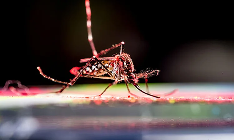 কিউবায় চিকুনগুনিয়া ও ডেঙ্গুতে শিশুসহ ৩৩ জনের মৃত্যু