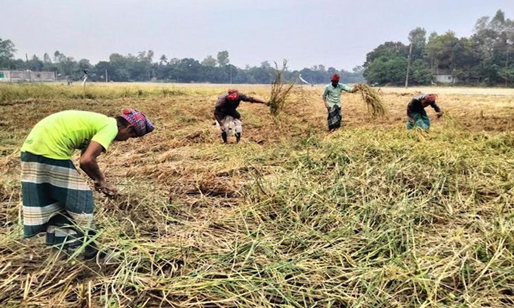 টাঙ্গাইলে রোপা আমনের লক্ষ্যমাত্রা অর্জন, ভালো দামের প্রত্যাশা