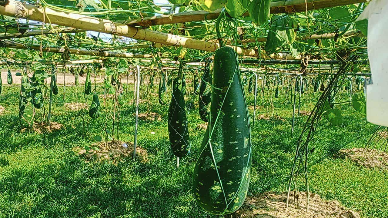 পার্বত্য অঞ্চলে বারি লাউ-৪ চাষে সফল কাপ্তাই কৃষি গবেষণা কেন্দ্র
