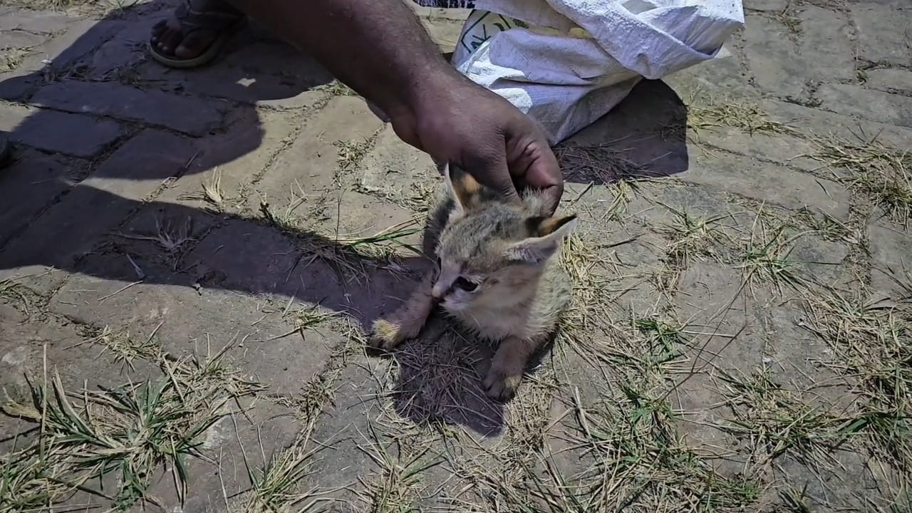 মুরগির খোঁয়াড়ে আটকে পড়া মেছো বিড়াল ছানা দুটো অবমুক্ত  