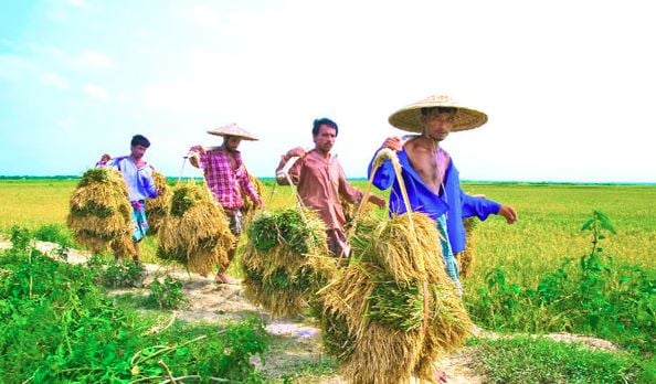 পরিবেশবান্ধব কৃষি ব্যবস্থা দেশের কৃষি অর্থনীতিতে বিপ্লব ঘটাবে