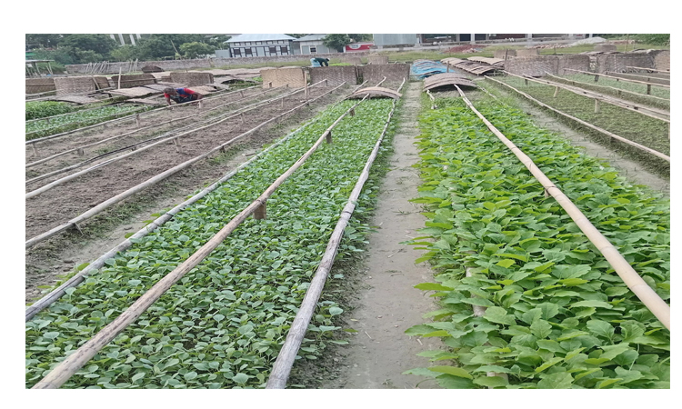 মুন্সীগঞ্জে বীজতলা তৈরি ও চারা উৎপাদনে ব্যস্ত কৃষক
