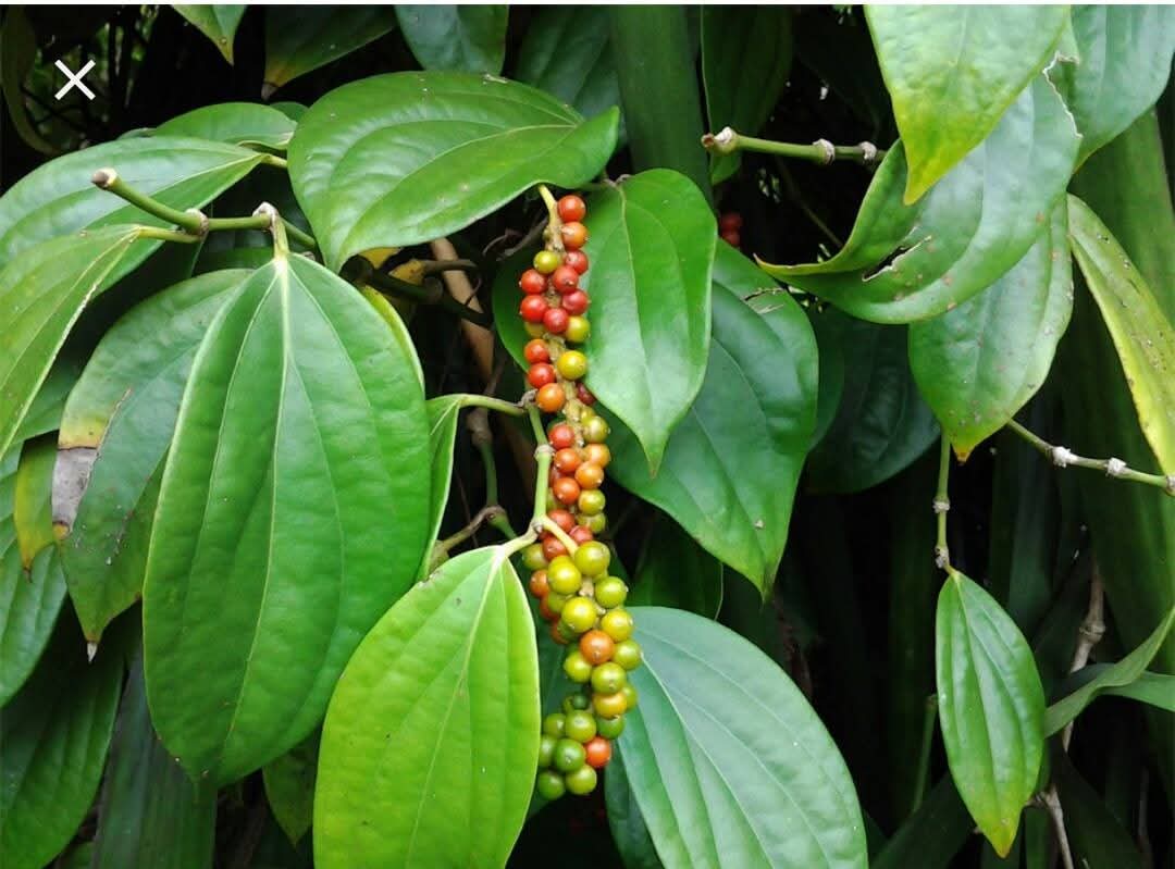 ফেনী হর্টিকালচার সেন্টারে পরীক্ষামূলকভাবে গোলমরিচ চাষ শুরু 