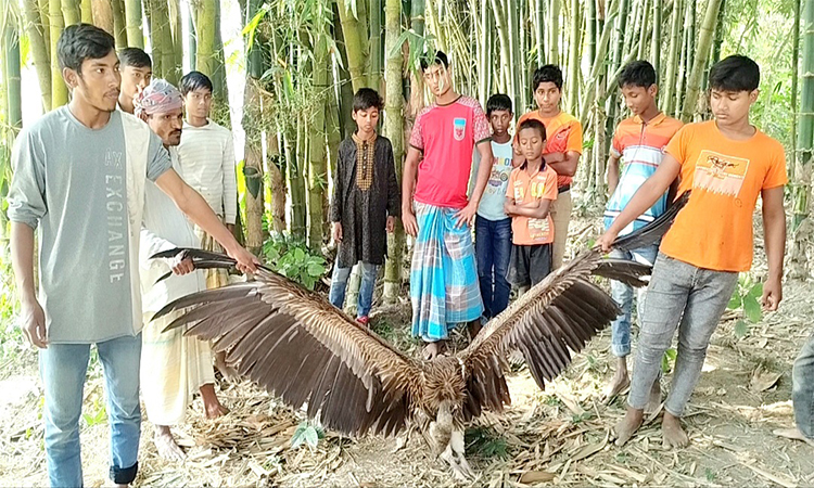 হিমালয় থেকে আসা বিপন্ন প্রজাতির শকুন কুড়িগ্রামে উদ্ধার 