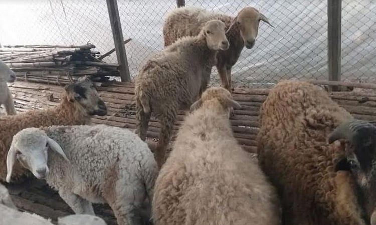 প্রাণিসম্পদের উৎপাদন বৃদ্ধি রাজশাহীতে প্রোটিনের চাহিদা পূরণে ব্যাপক অবদান রাখছে