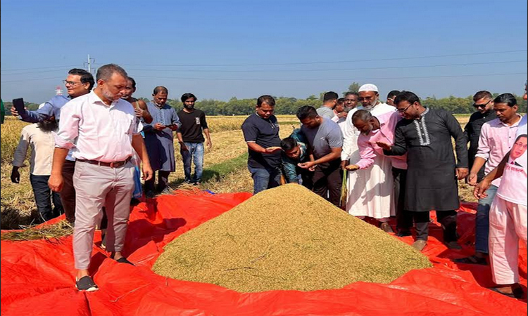 ফেনীতে চাষীদের ধান কেটে ঘরে তুলে দিয়েছে কৃষক দল